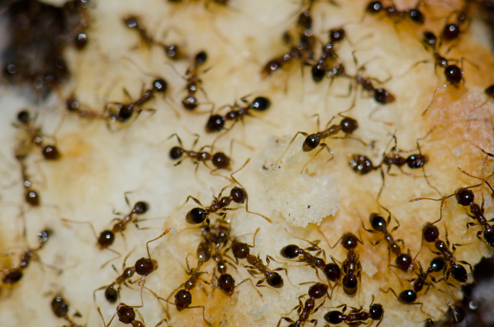 Argentine,Ants,(linepithema,Humile),Feeding,On,Food,Scraps.,San,Sebastian